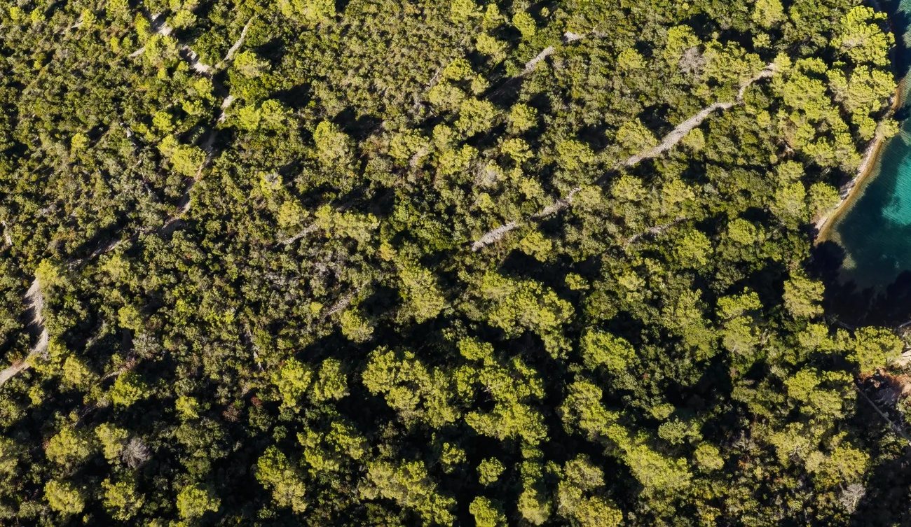 Aleppo pine canopy from the air